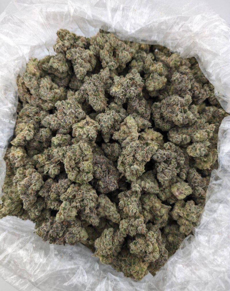 Pink Zlushi | Indoor Exotic (BIGS)